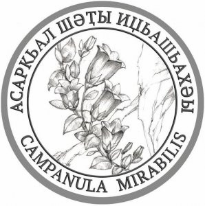 Campanula-mir