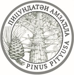 Pinus-rev